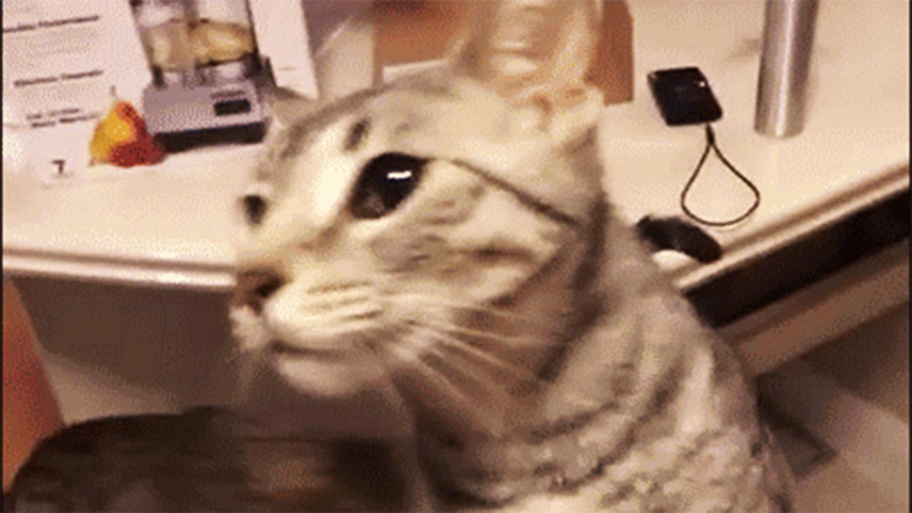 katzen-gif-scheiblette-start-l