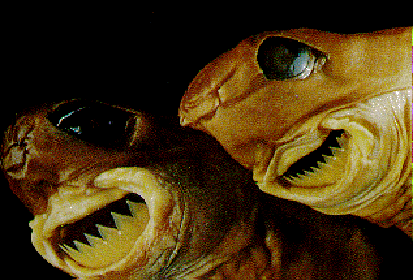 cookie cutter shark