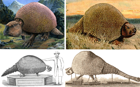 glyptodon