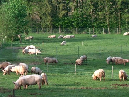 schweine auf der weide test