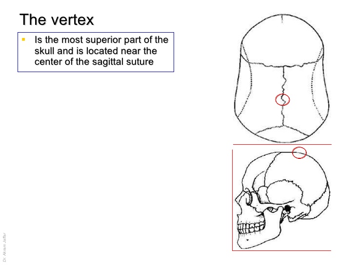 skull-the-normas-20-728.jpgcb1378719324