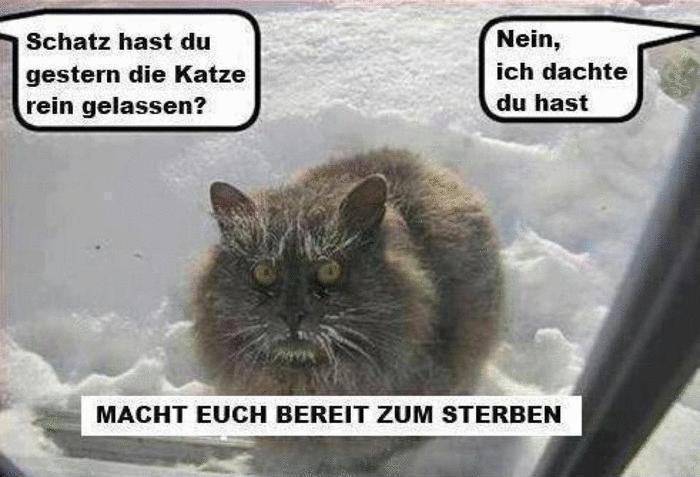 die-katze-im-schnee-vergessen