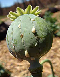 t8ca0dc poppy