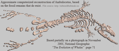 tf94434 ambulocetus