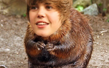 justin-beaver