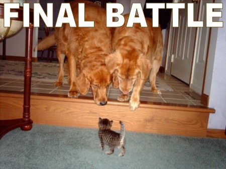 Bilder-Thread lolcatsdotcom16pbf3gqpjle30op