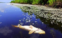 250px Fish floating in waterways near Po