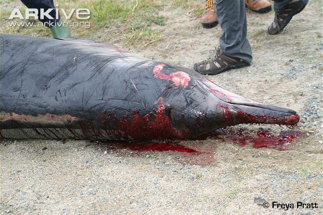 Dead-Sowerbys-beaked-whale-head-detail