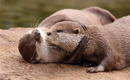 otter zu viel getrunken - Copy