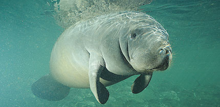 Manatees 060101 g 1