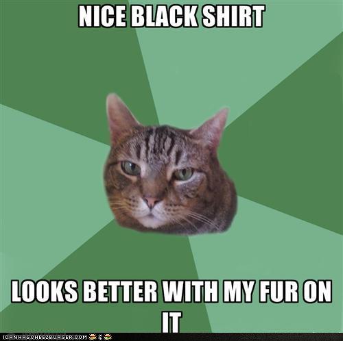 Bilder-Thread tA0KBsp funny-pictures-memecats-the-hottest-look