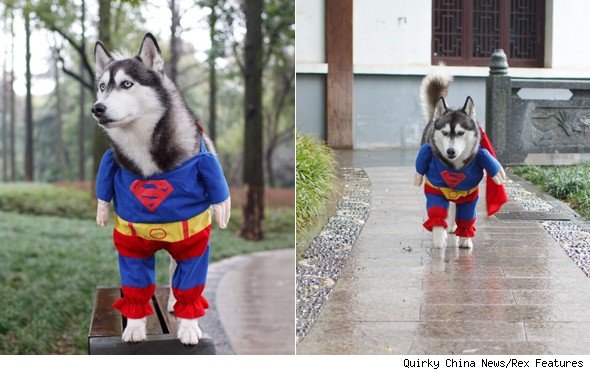 superhusky