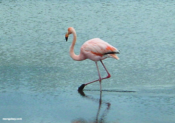 flamingo