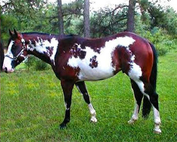 paint horse 1