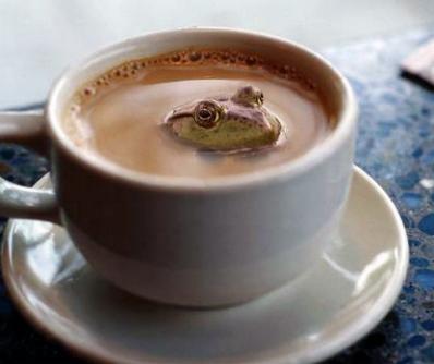 froschkaffee