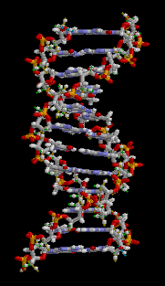 File-ADN animation1