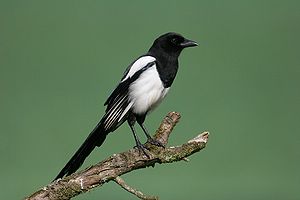 300px-01-Magpie