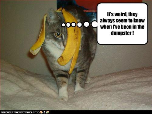 Bilder-Thread tBFHuo9 funny-pictures-its-weird-they-always-see