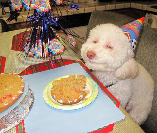 smiling-birthday-dog