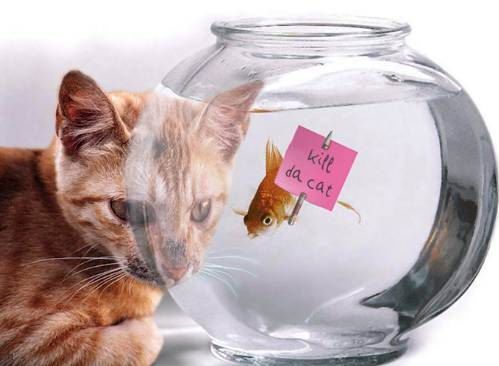 Bilder-Thread tBwjMTB fischkatze