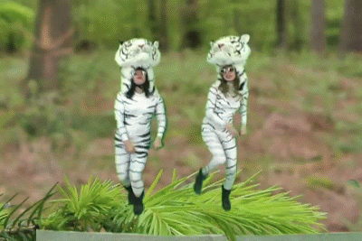 Dancing-tigers