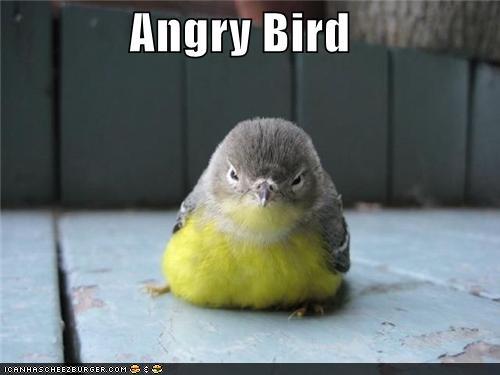 Bilder-Thread tCDRuAE funny-pictures-angry-bird
