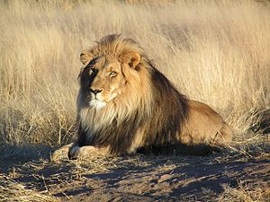 300px-Lion waiting in Namibia
