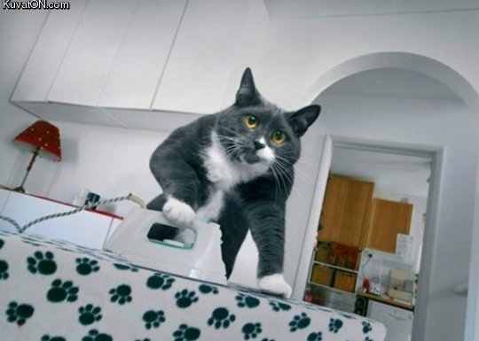 ironing cat