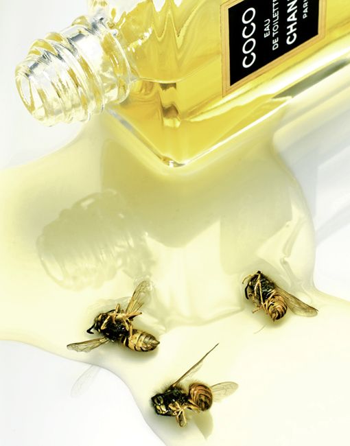 Bilder-Thread tCessvh Sc3tBt coco chanel bees