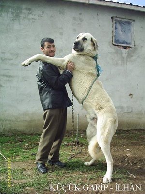 sivas kangal kpei1