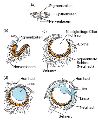 Stages in the evolution of the eye 28de2