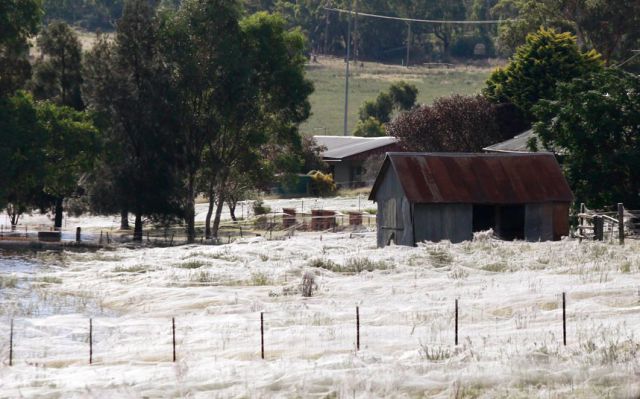 spider invasion in australia 640 03