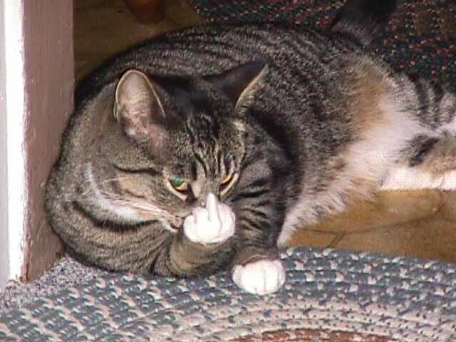 Bilder-Thread tDY0RJb Bad Day Cat
