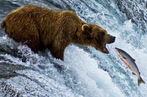 Bilder-Thread tDY9Var grizzly-bear-eating-salmon-photo01