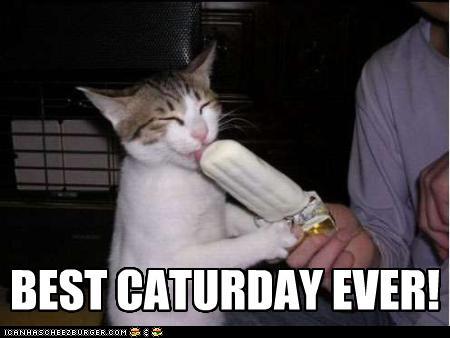 Bilder-Thread tDZJoOj funny-pictures-best-caturday-ever