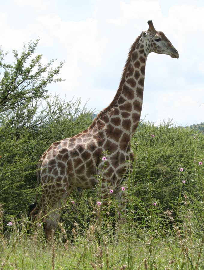 giraffe-giraffes-1g