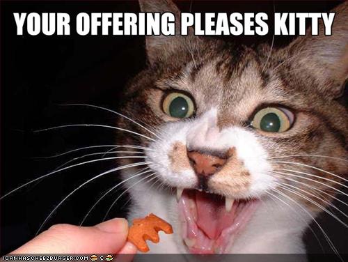 Bilder-Thread tDwHUr1 funny-pictures-cat-likes-offering.jpeg