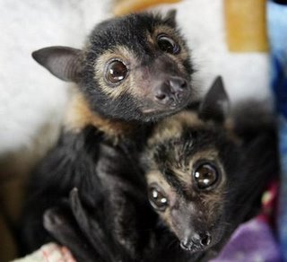 Bilder-Thread tE1jXPI babyfruitbats