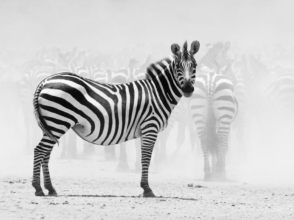 Ut3Iqr zebra-tanzania-zwan 3767 990x742