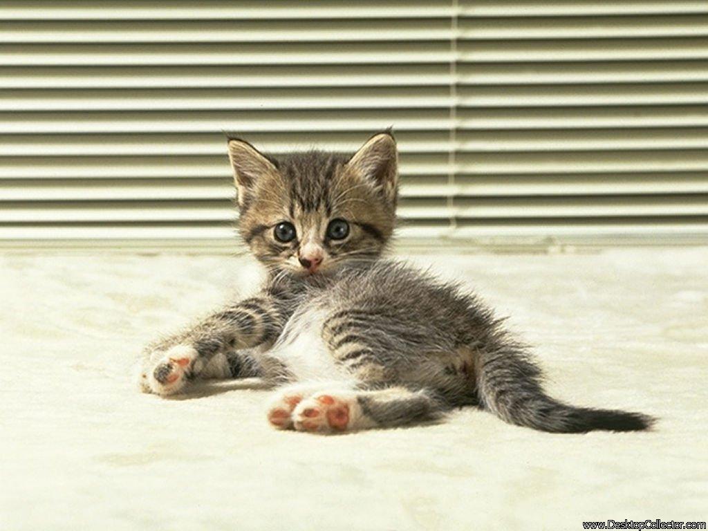 Bilder-Thread tEKPLbk Kleines Katzchen
