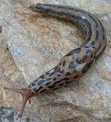 220px-Limax maximus 5