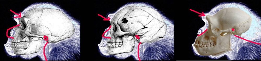 resultneandertalscb6e9e3ajpg