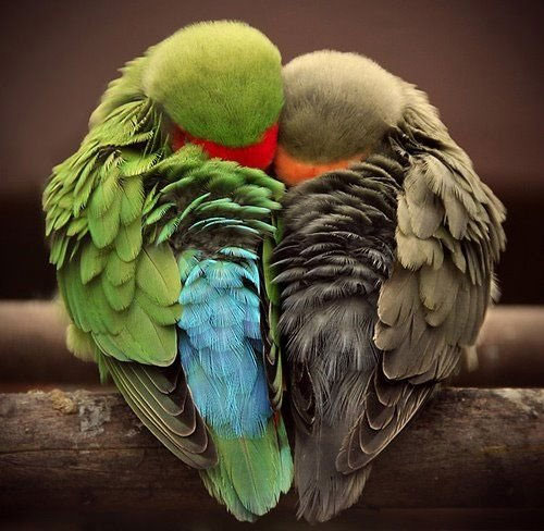 Bilder-Thread tEtMEib p-animal
