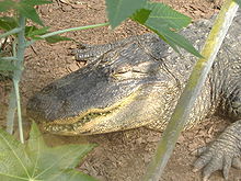 220px-American alligator head