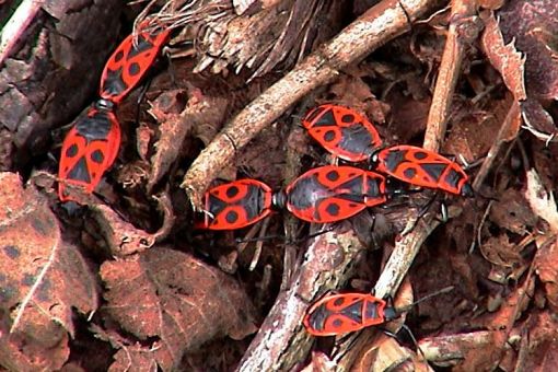 FrFChling-insekten-kE4fer-paarung-rot-sc