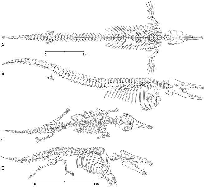 658px-Dorudon atrox and Maiacetus inuus