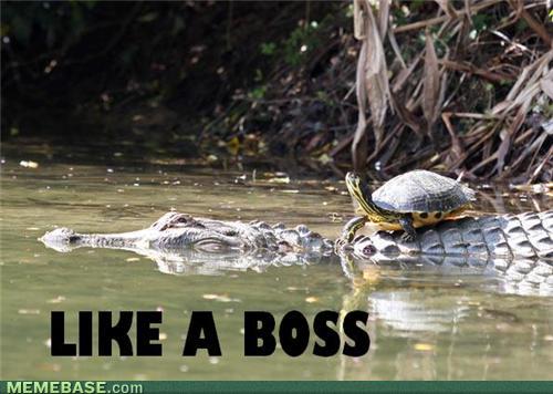 Bilder-Thread tFizUxg memes-lets-go-get-some-fishes-bitch