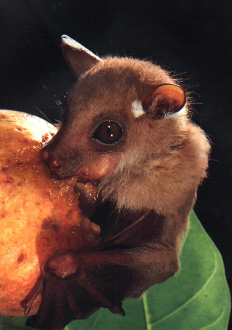 Bilder-Thread tFnJVnz fruit-bat-eating-fruit