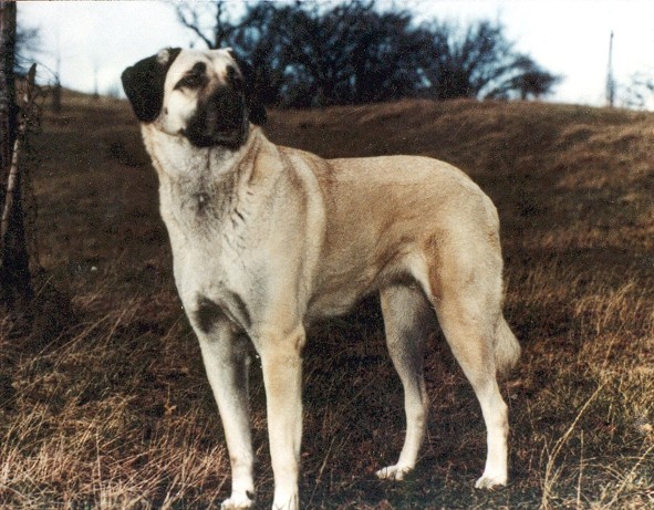 kangal2002