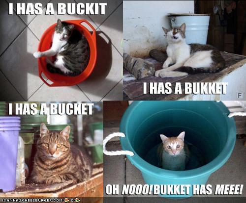 Bilder-Thread tGT5Q16 funny-pictures-lolrus-and-cats-have-buck